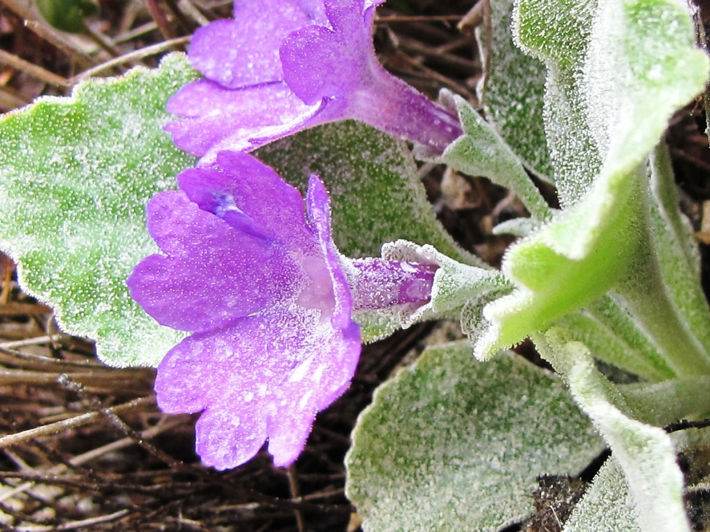 Primula albenensis / Primula del M. Alben